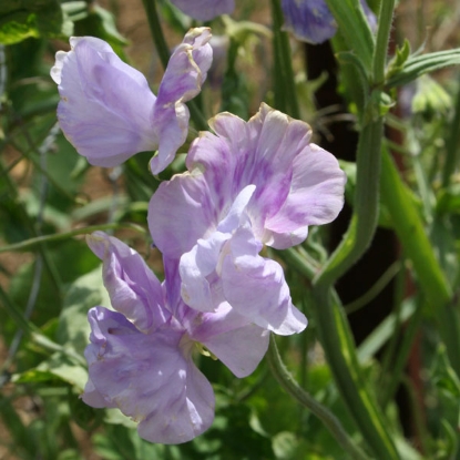Picture of Sweet Pea Spencer - Chatsworth